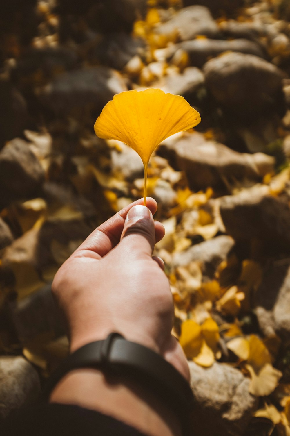 person holds yellow leaf