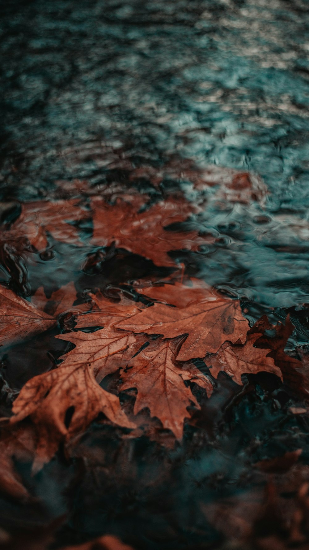 leaves on river