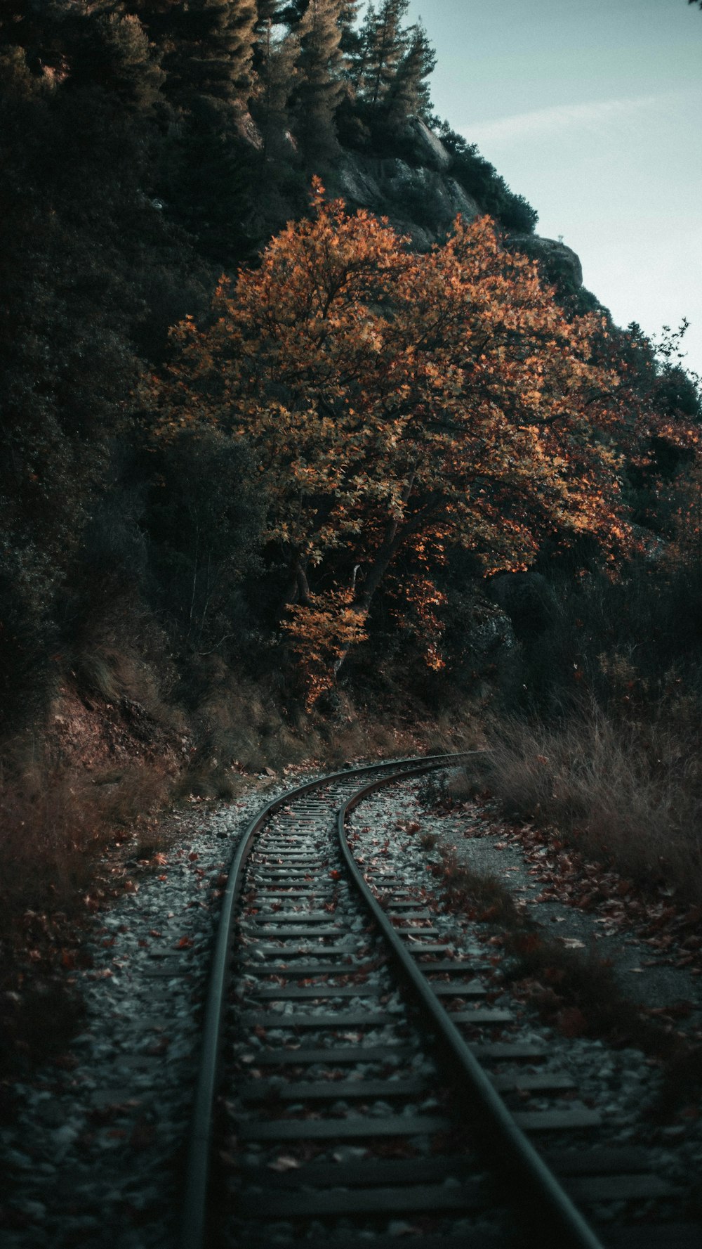 나무와 산 옆의 빈 기차 선로