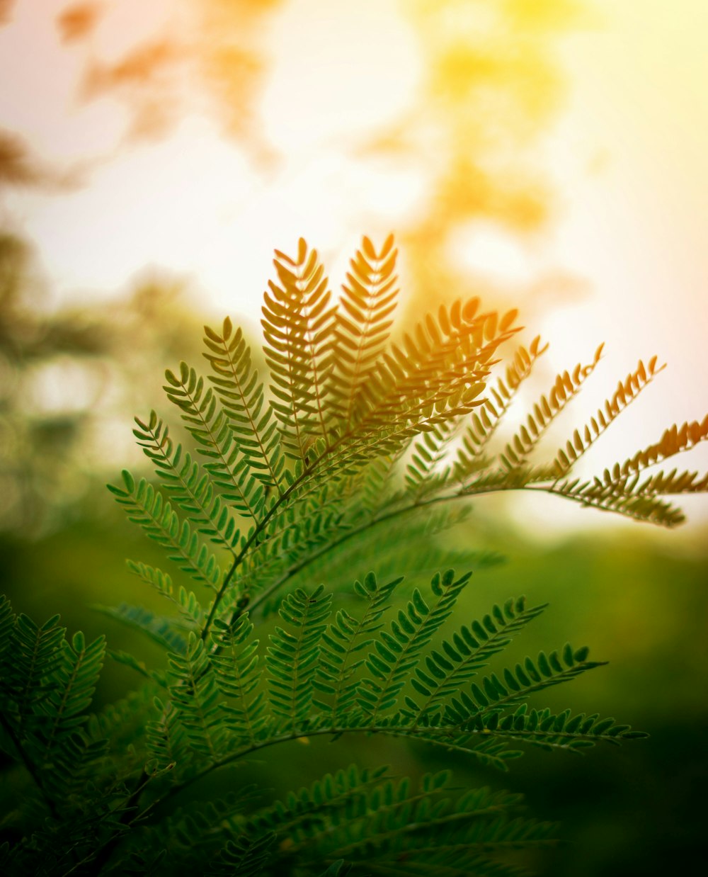 セレクティブフォーカス写真における緑の植物