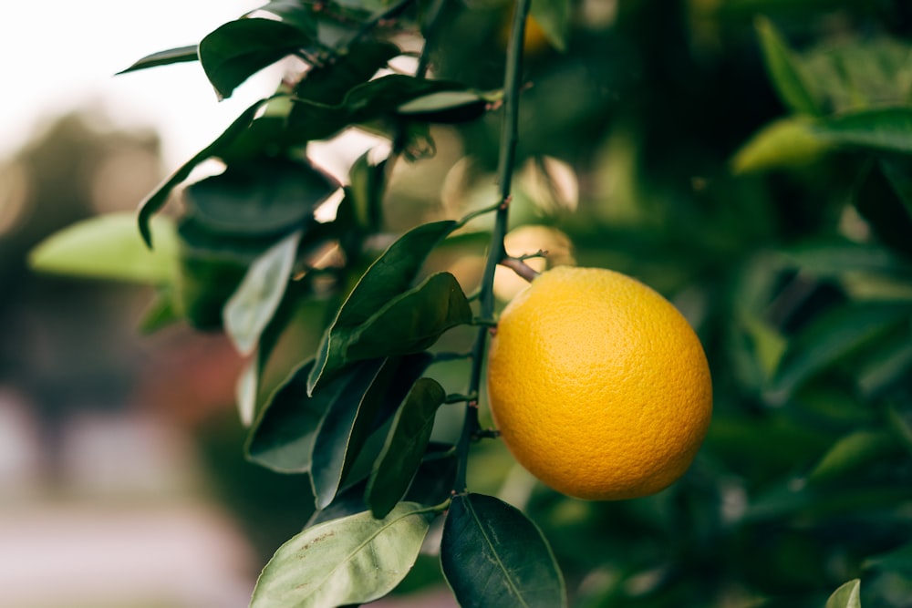 Fotografia com foco seletivo de frutos de laranja