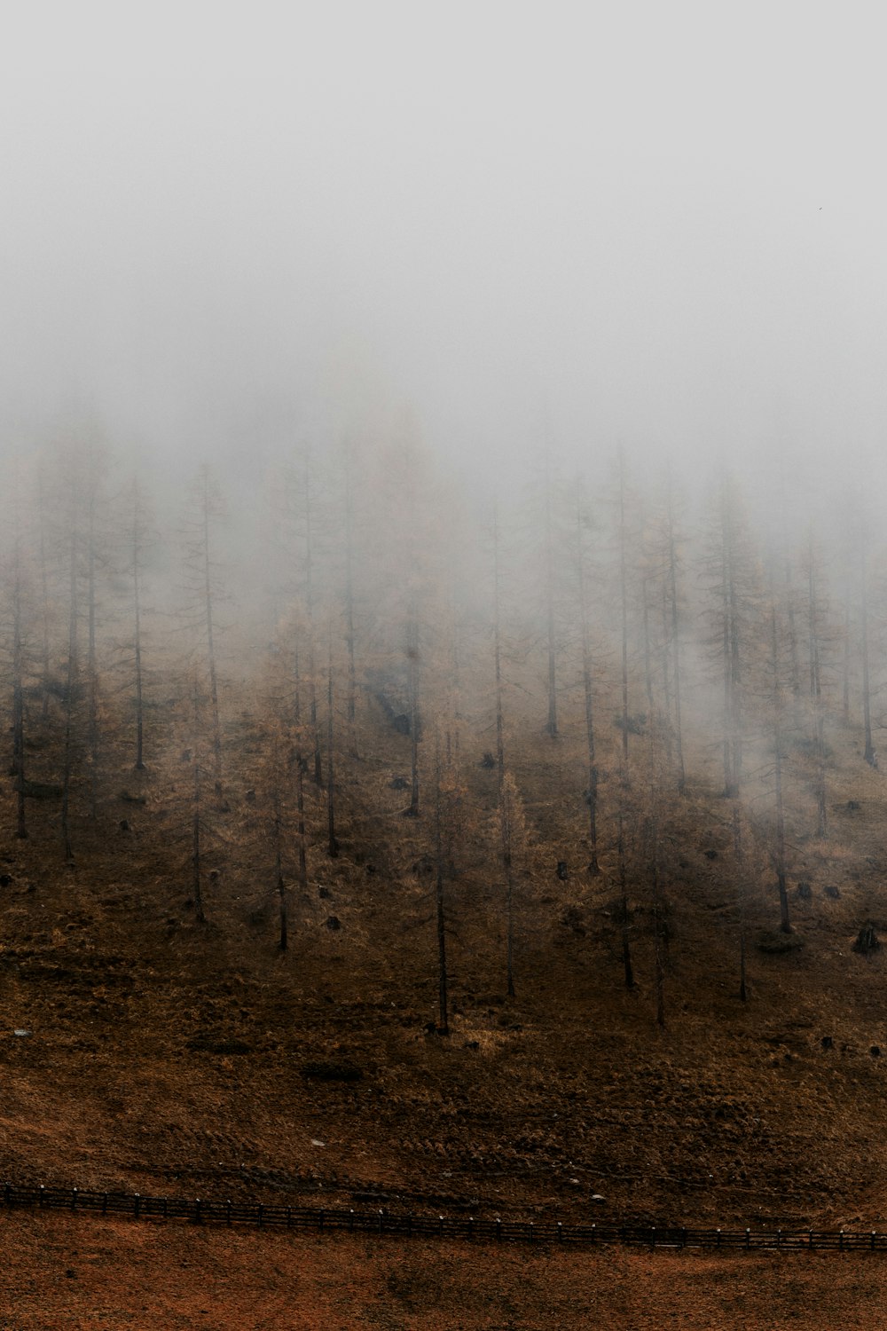 leafless tress