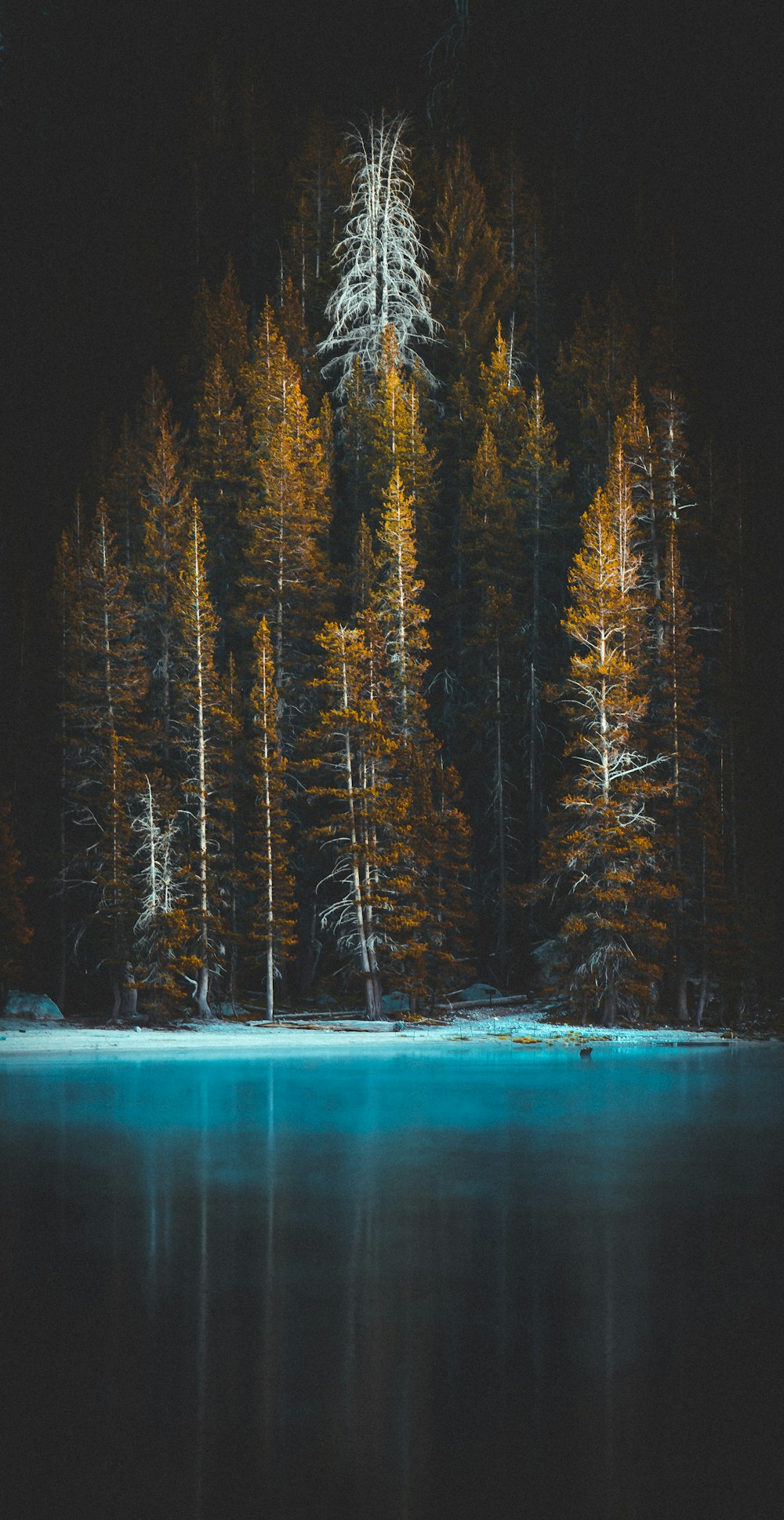 green pine tress and body of water