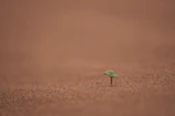 A scenic outdoor photo symbolizing growth and new beginnings.