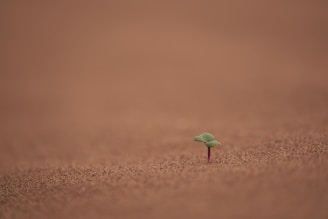 A small green sprout emerges from a barren, brown surface, symbolizing new beginnings. The background is a blurred expanse of similar earthy tones.