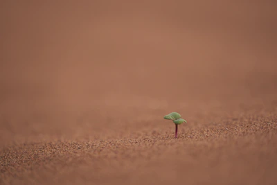 A close-up of a tender green shoot emerging from rich soil, symbolizing new beginnings.
