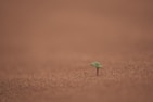 green sprout planted on soil