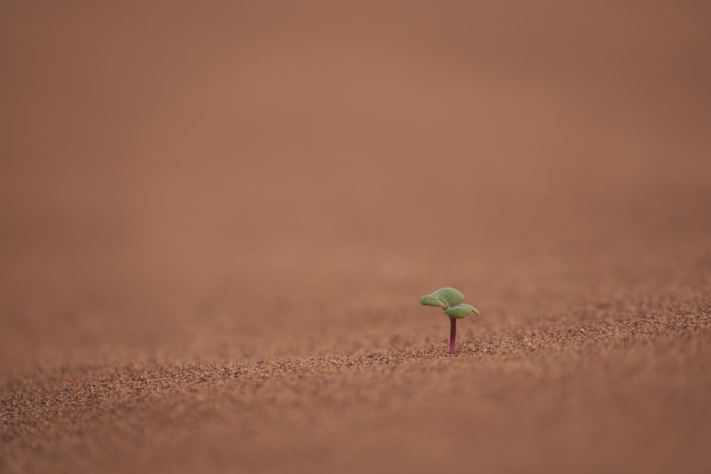 green sprout planted on soil