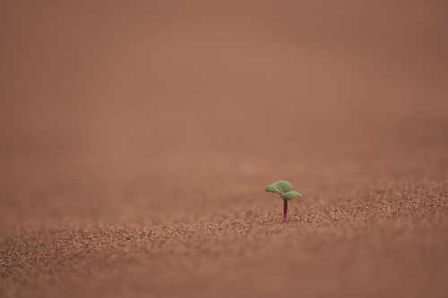 A small green sprout emerges from a barren, brown surface, symbolizing new beginnings. The background is a blurred expanse of similar earthy tones.