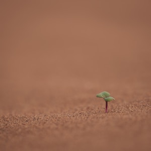 green sprout planted on soil