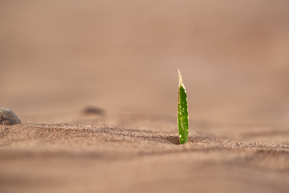 selective focus photography of green leafed plant