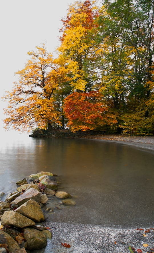 body of water near trees during daytime in Horgen Switzerland