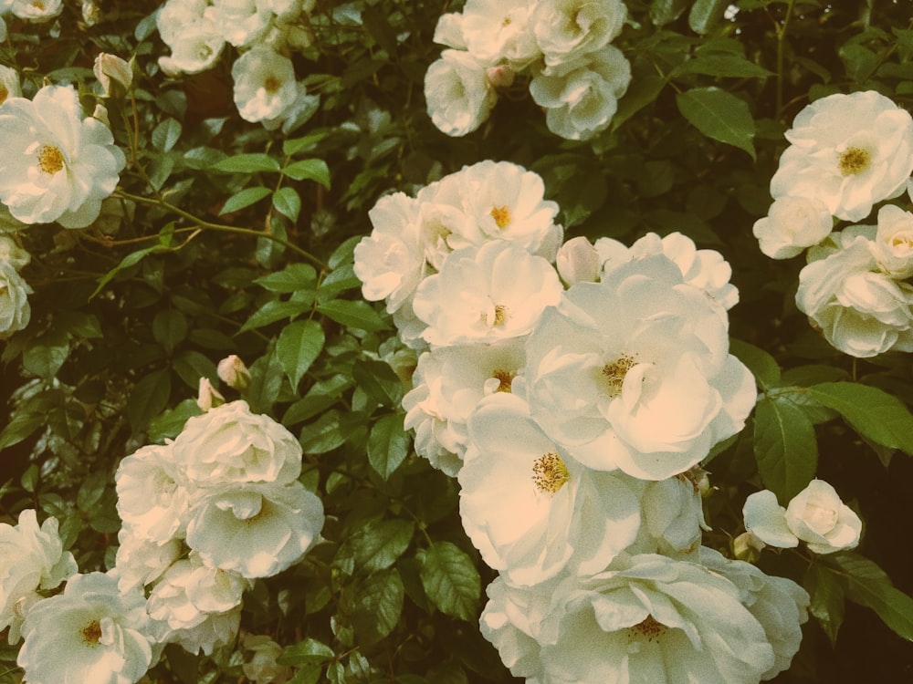 fleur à pétales blancs