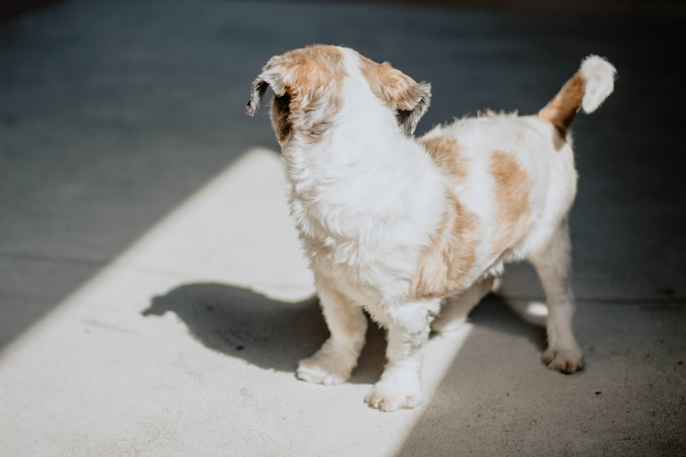 short-coated white and brown puppy