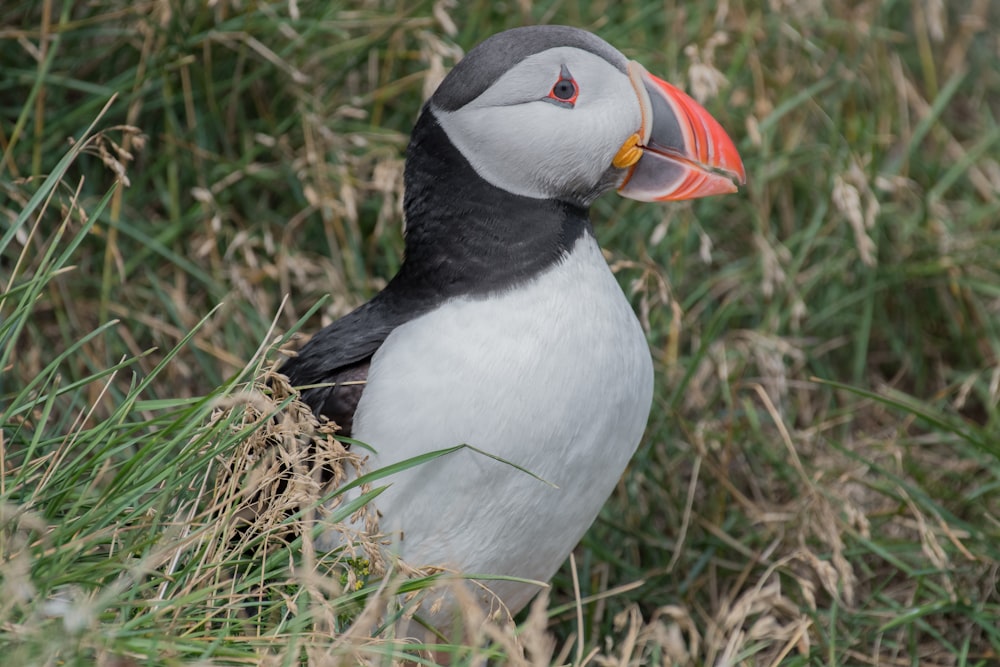 puffin bird on grasses