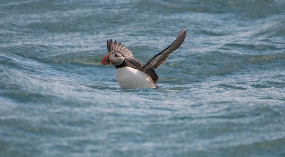 white and black penguin