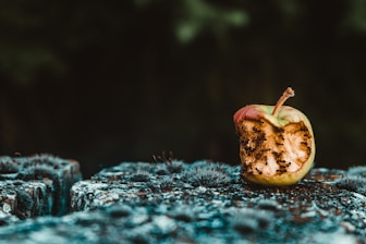 rotten green apple