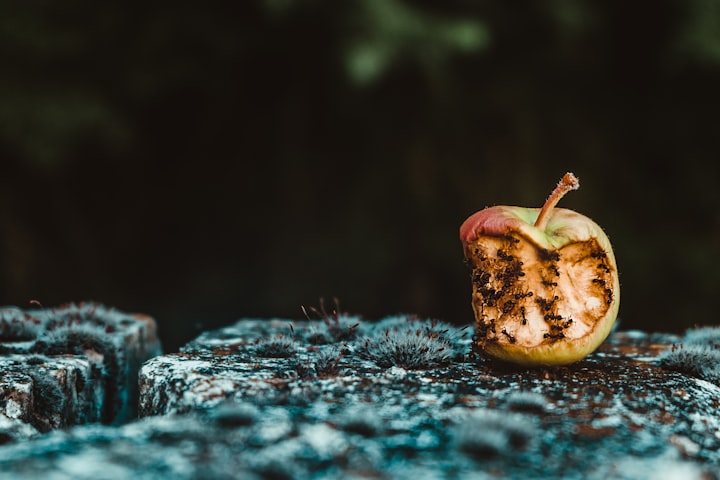 Ants crawling over a decomposing apple.