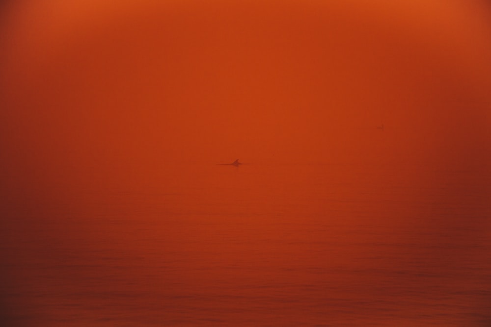 a bird flying over a body of water under a red sky