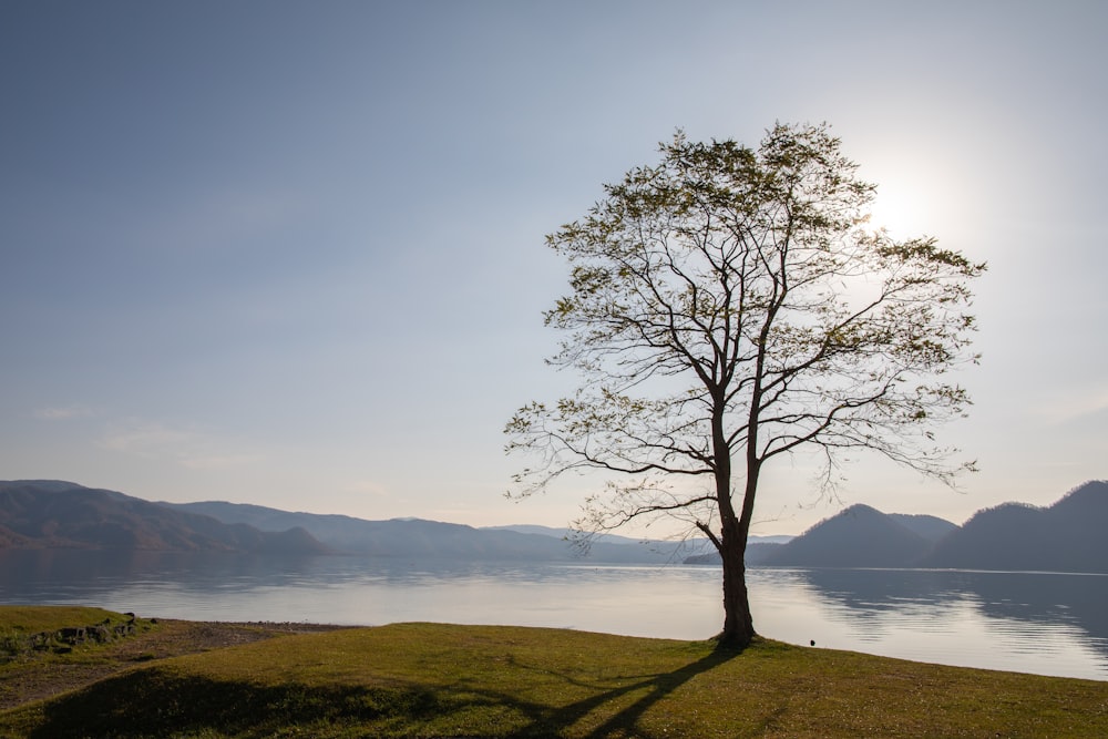 silhouette photo of tree