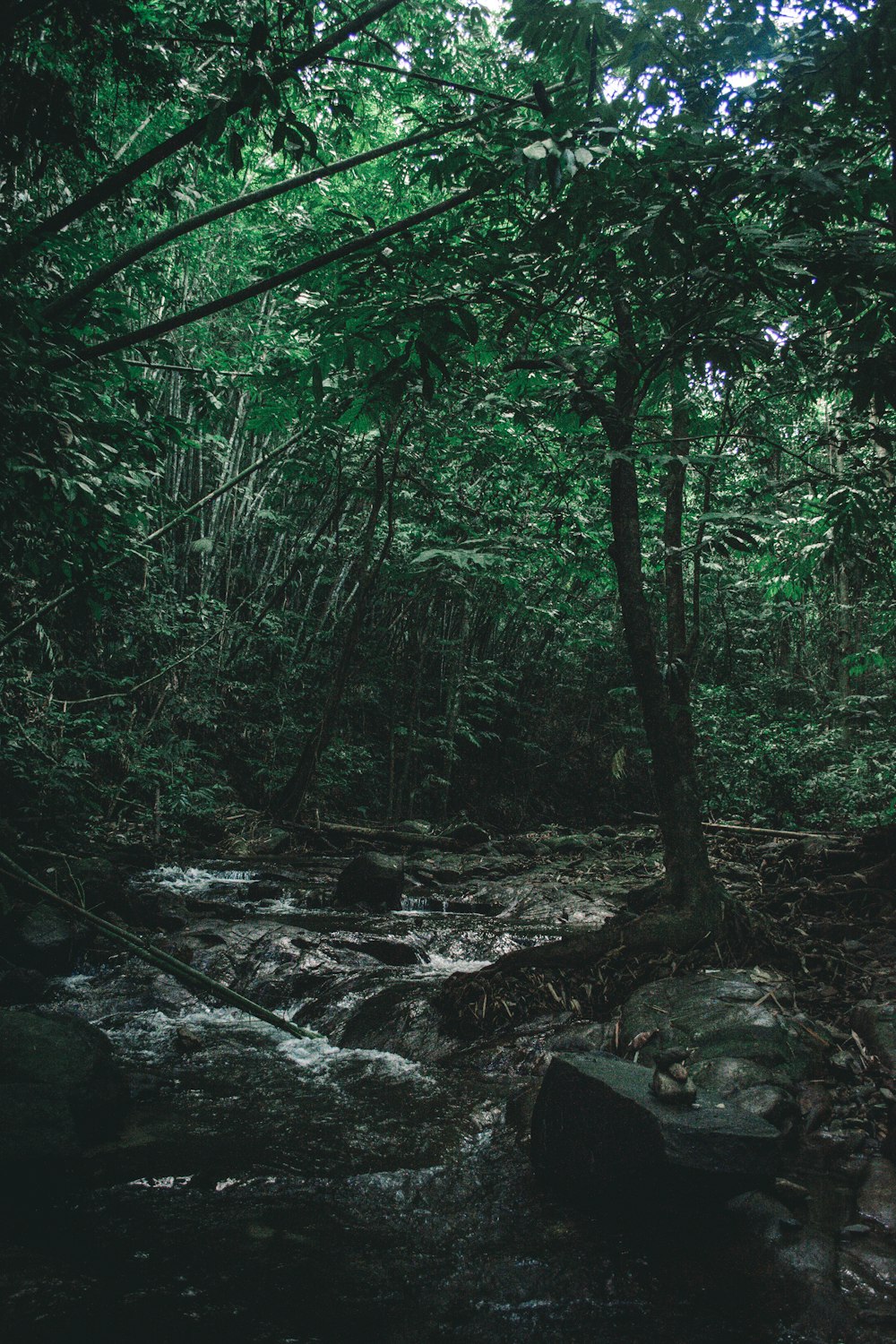 grove and river time lapse photo