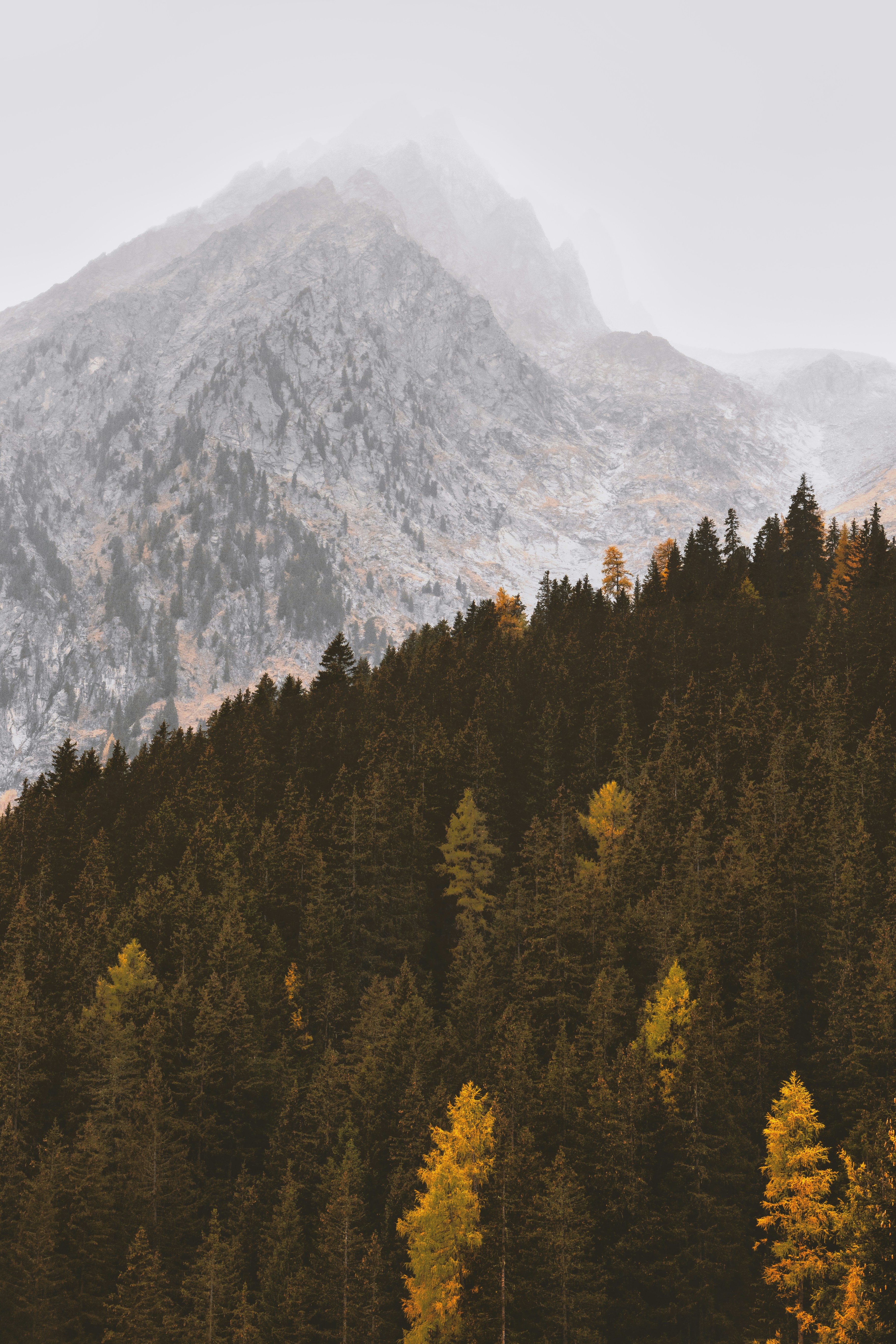 pine trees near mountain