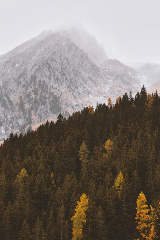 pine trees near mountain in Rieserferner-Ahrn Nature Park Italy