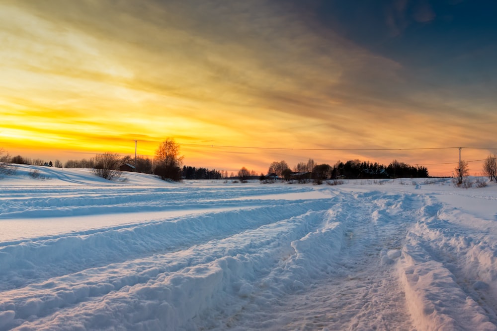 snows and trees under yellow sky