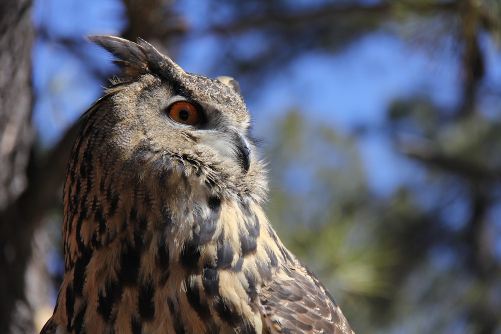 macro shot photography of owl during daytime