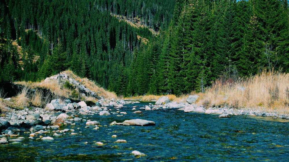 view of green trees and river