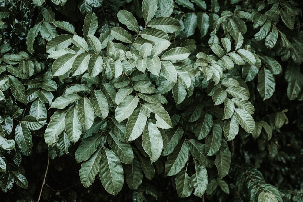 green leaf plant during daytime