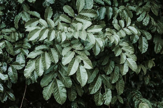 green leaf plant during daytime in Aburi Ghana