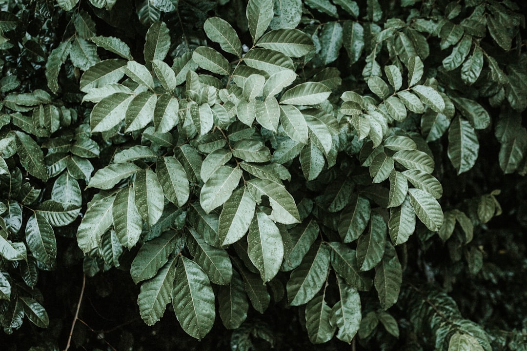  in  Ghana