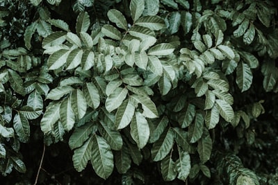 green leaf plant during daytime ghana zoom background