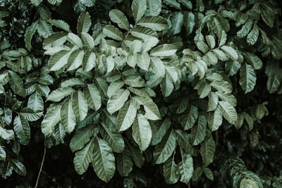 green leaf plant during daytime ghana google meet background