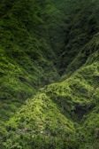 A lush green landscape with steep hills covered in dense vegetation. At the base, a small cluster of rustic buildings is nestled among the trees, suggesting a secluded settlement within the natural environment.