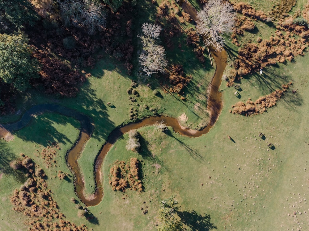 aerial view photography of trees