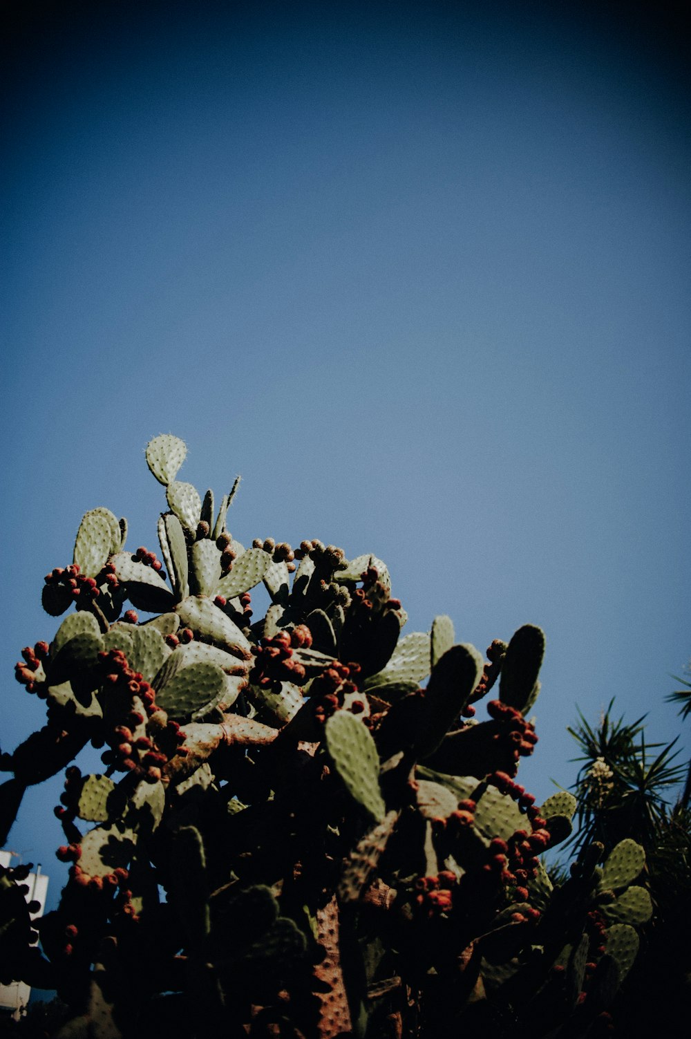 cactus plant