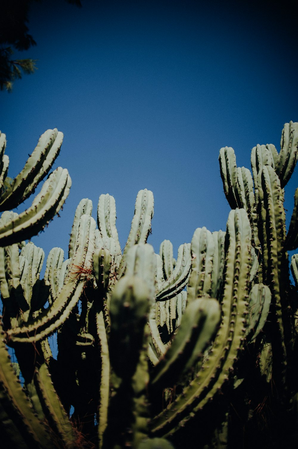 closeup photography of green plant