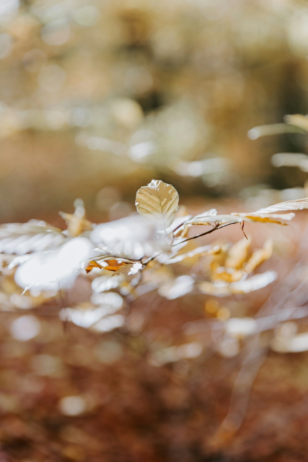 closeup photography of orange leaf tree