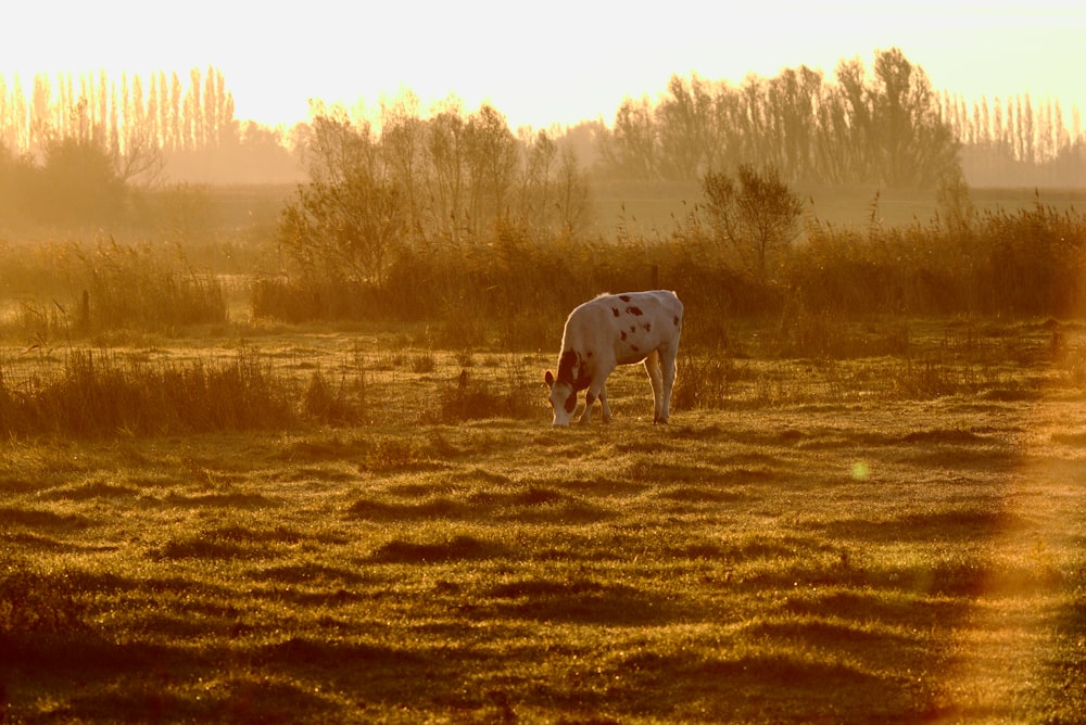 white and black cow eating grass