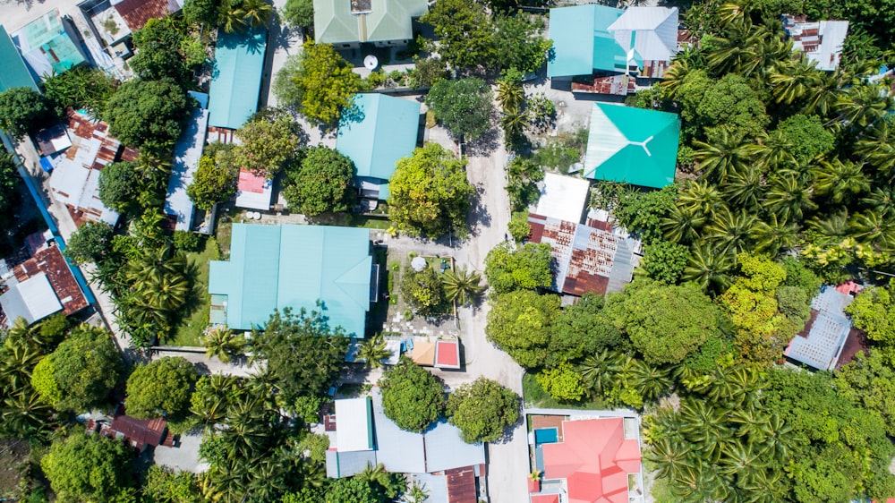 birds eye photography of houses near trees