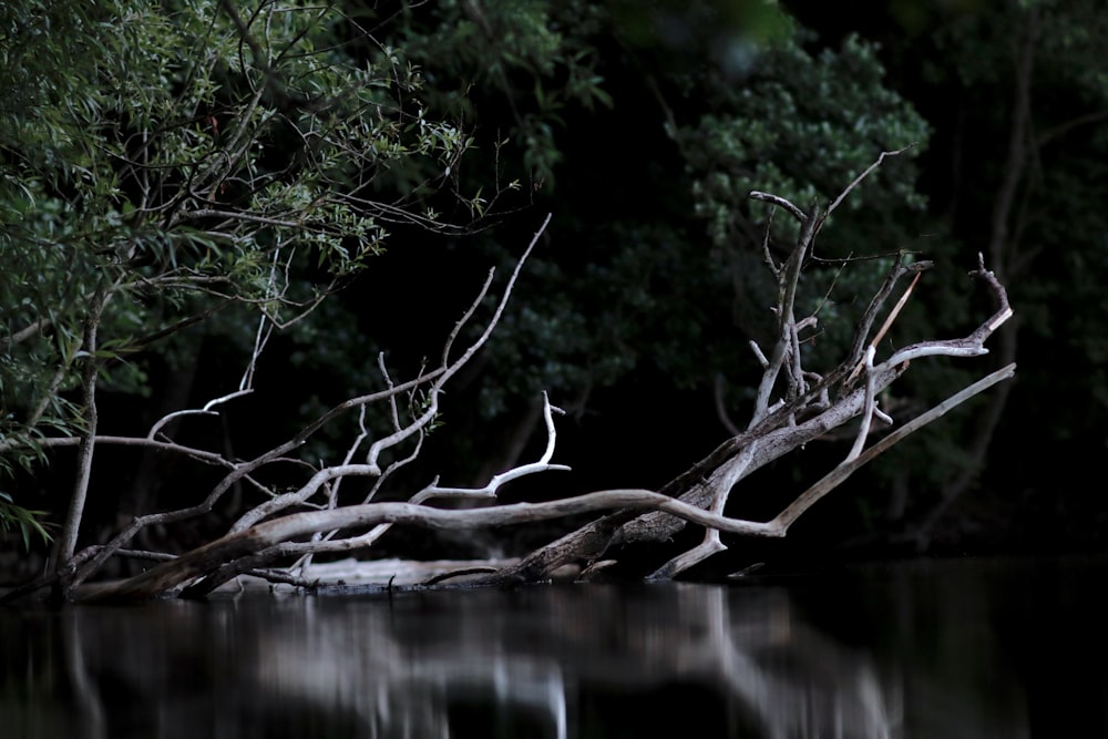 albero senza foglie in uno specchio d'acqua durante il giorno