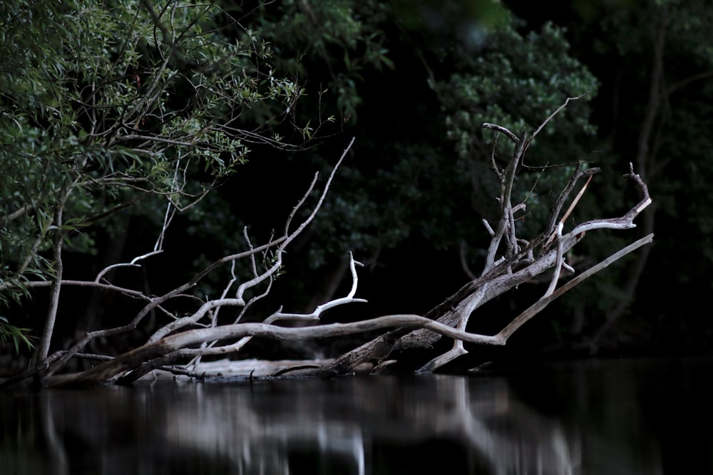 leafless tree in body of water during daytime