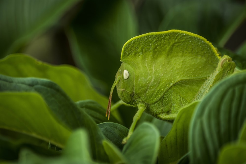 small green insect on leaves