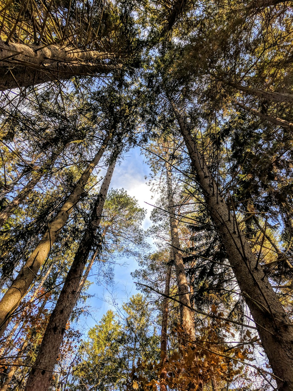 foresta durante il giorno