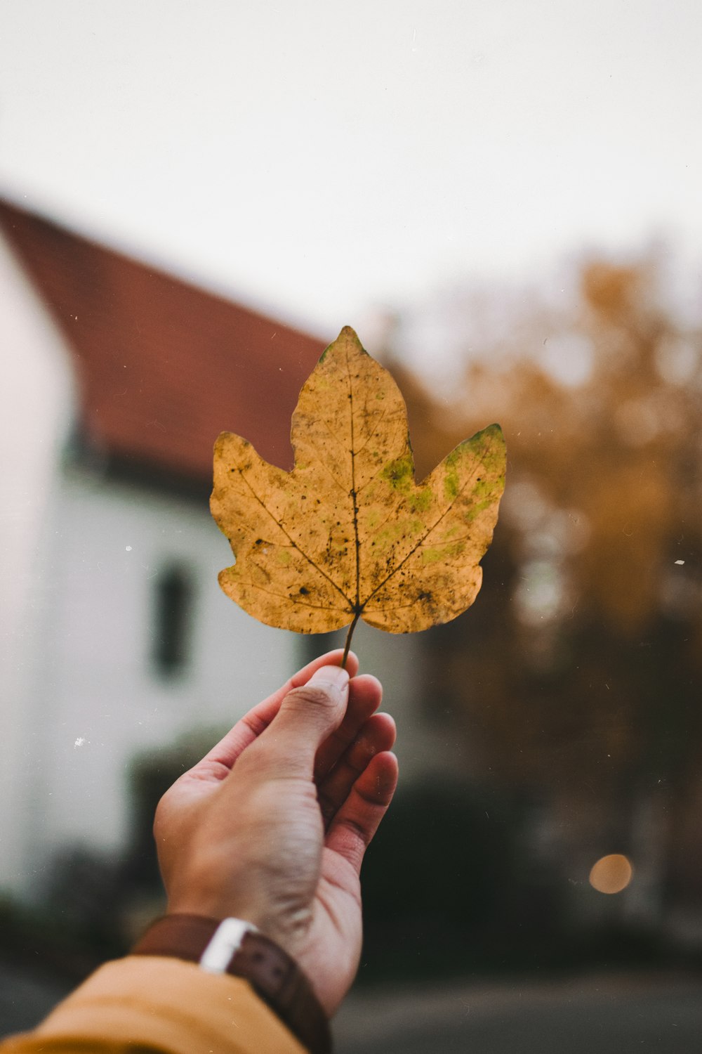 person holding brown leaf