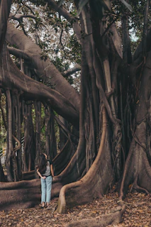 A person with long hair, wearing a dark top and light blue jeans, stands in front of an enormous tree with thick, intertwining roots and branches. The ground is covered in dry leaves, and the dense network of tree limbs creates a natural, intricate pattern.