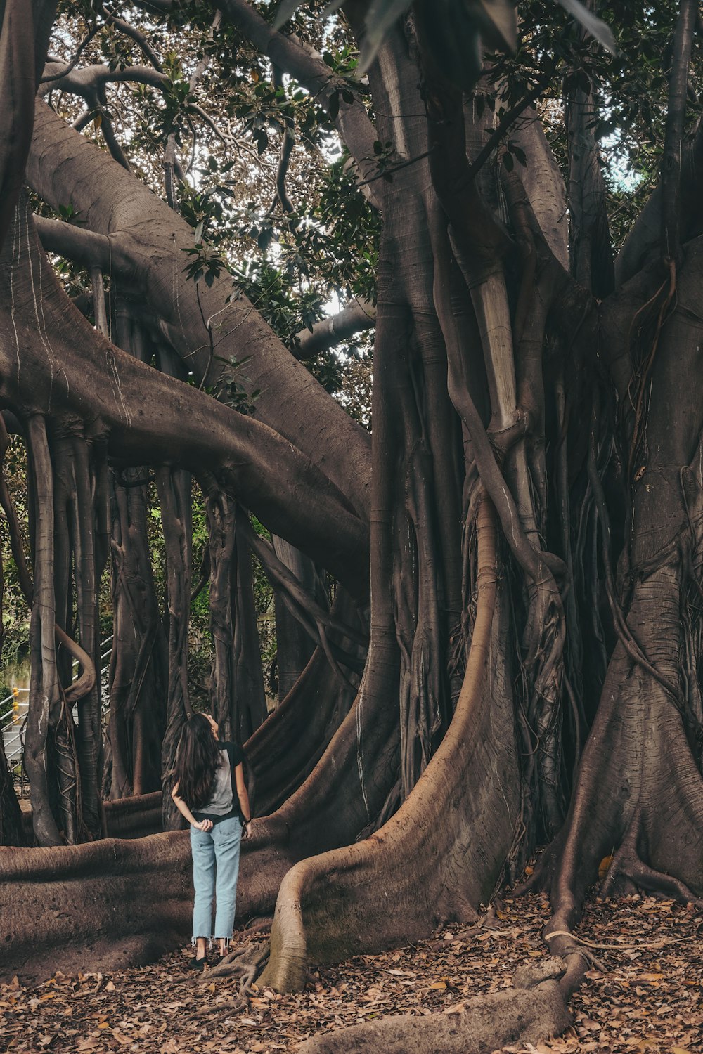 standing woman watching tree during daytime