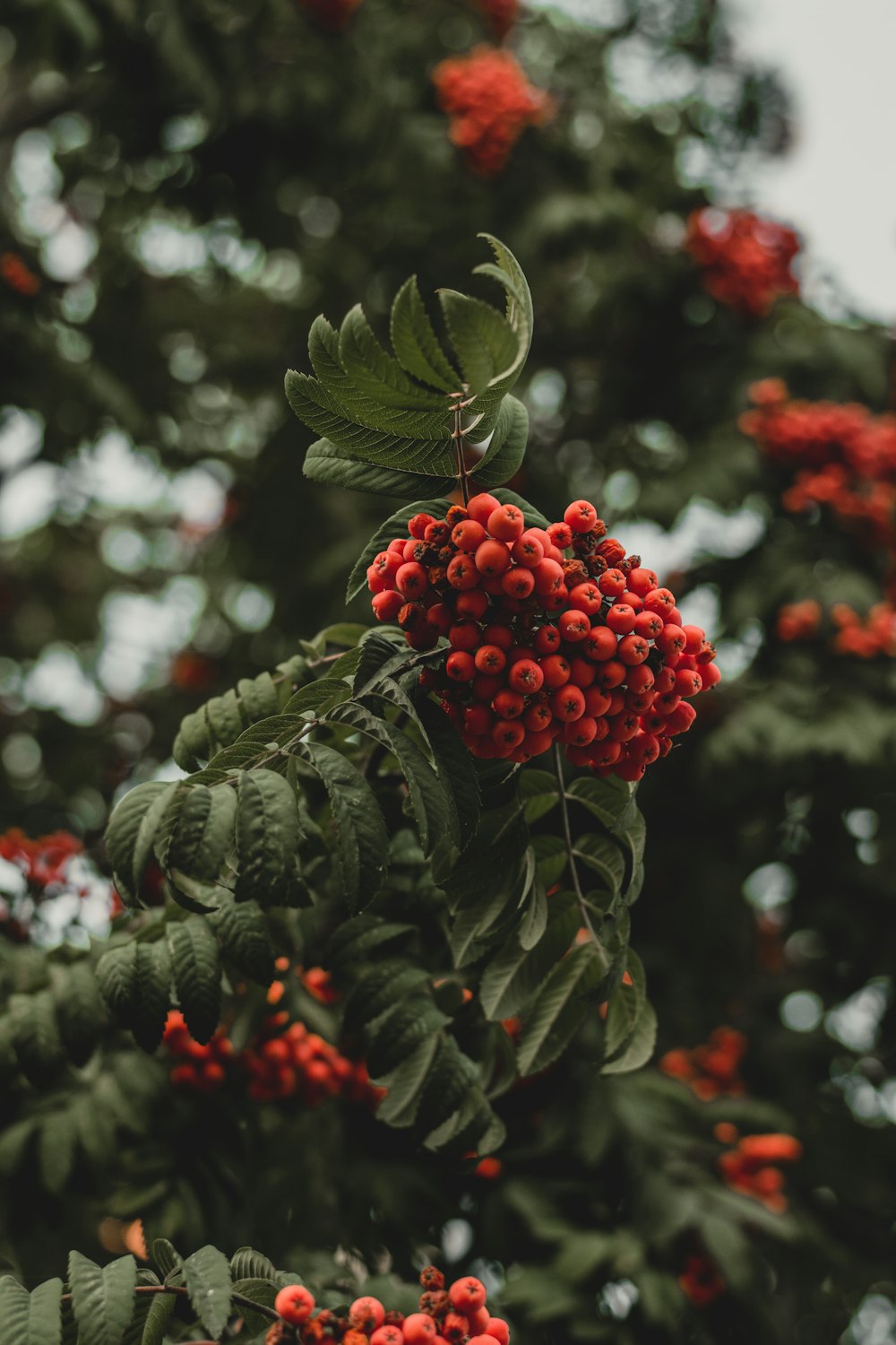 selective focus photography of fruit